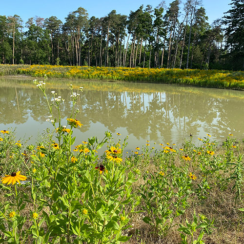 Elora SWM Pond